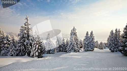 Image of Winter Landscape