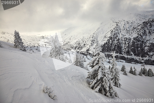 Image of Winter forest