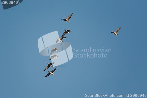 Image of Geese Flying
