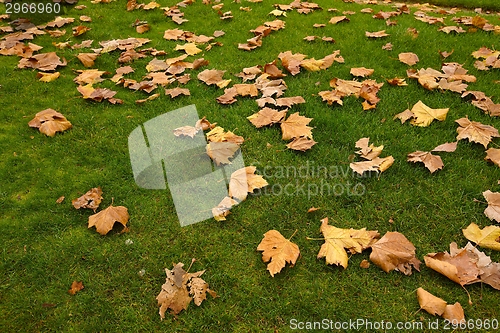 Image of Fallen leaves