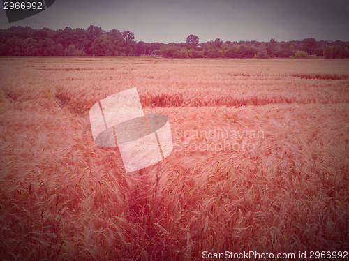 Image of Retro look Barleycorn field