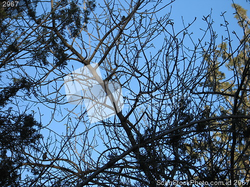 Image of Sky Branches