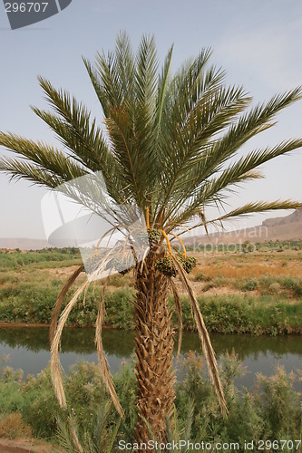 Image of Date Palm - Phoenix dactylifera