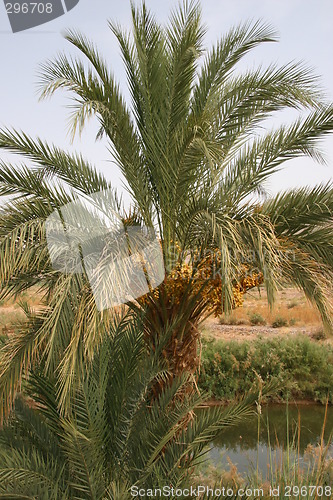 Image of Date Palm - Phoenix dactylifera