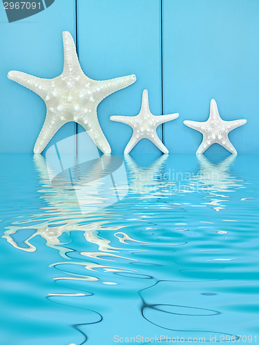 Image of Starfish Abstract