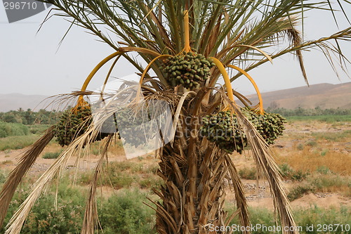 Image of Date clusters hanging down from the crown