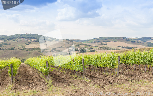 Image of Tuscan wineyard