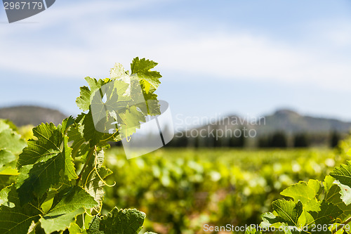 Image of Provence vineyard