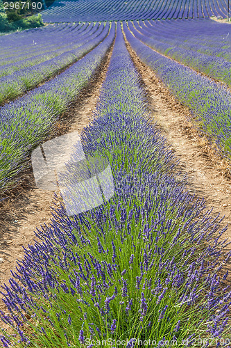 Image of Lavander field