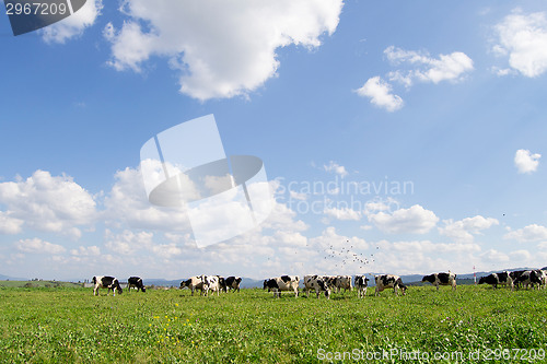 Image of Cattle grazing