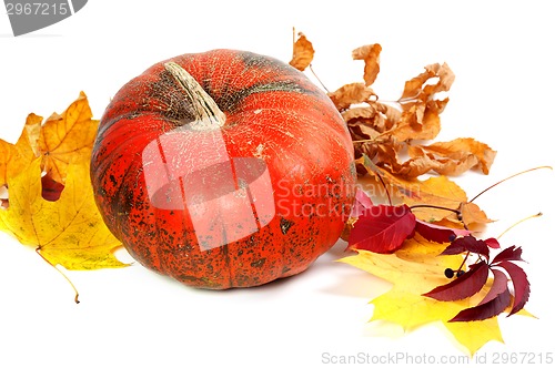 Image of Ripe pumpkin and autumn leaves