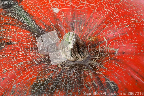 Image of Macro view top of pumpkin