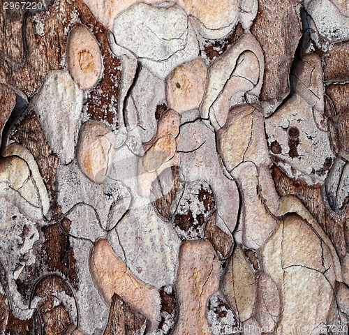 Image of Wooden texture