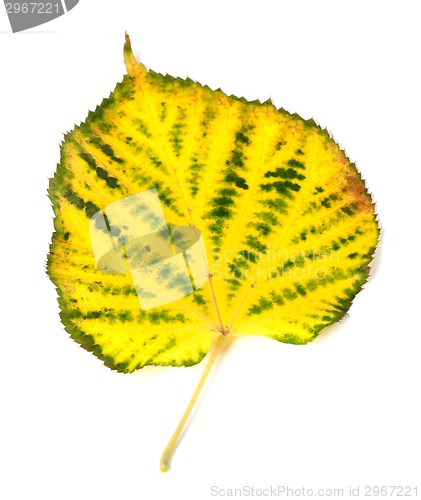 Image of Yellowed autumn leaf