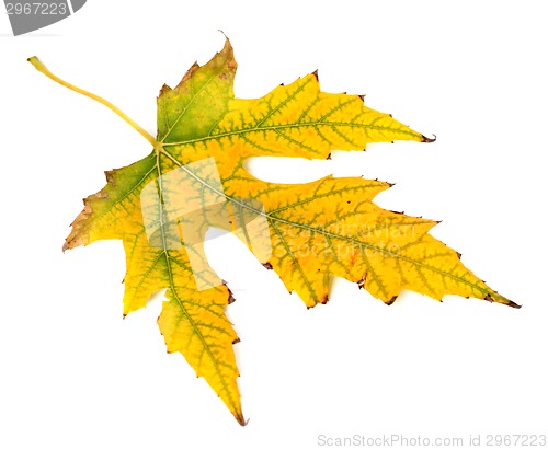 Image of Yellowed autumn leaf on white background