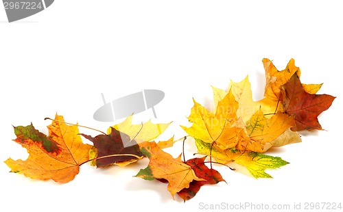 Image of Autumn dry maple leafs isolated on white background