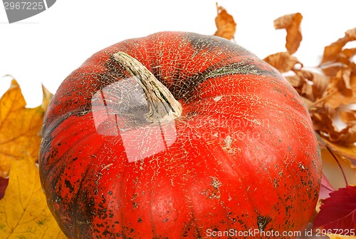 Image of Ripe pumpkin in autumn leaves