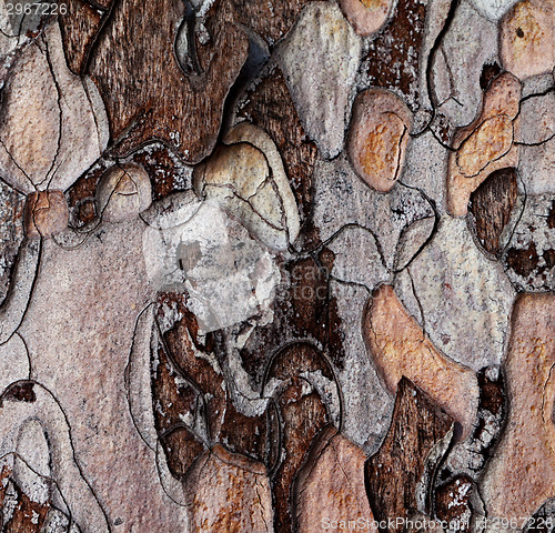 Image of Wooden texture of pine-tree