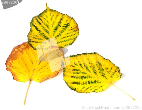 Image of Three autumn multicolored leafs