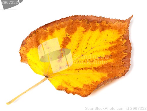 Image of Yellowed dry autumn leaf 