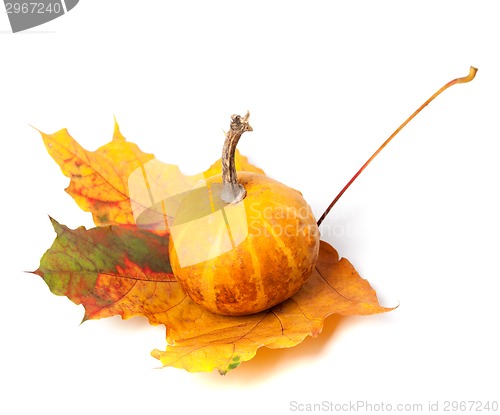 Image of Small decorative pumpkin on autumn maple-leaf