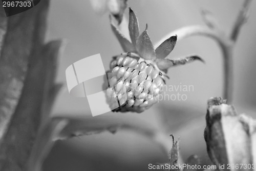 Image of Unripe strawberry fruit