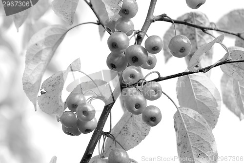 Image of Crab apples among autumn leaves
