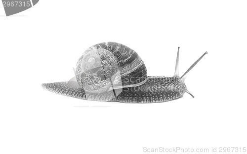 Image of Profile of garden snail with boldly striped shell