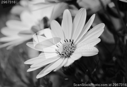 Image of Yellow African daisy flower