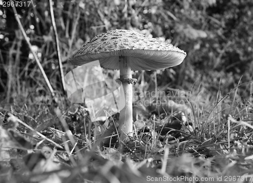 Image of Parasol mushroom at ground level