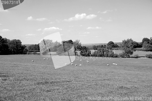 Image of Sheep graze in a farm field