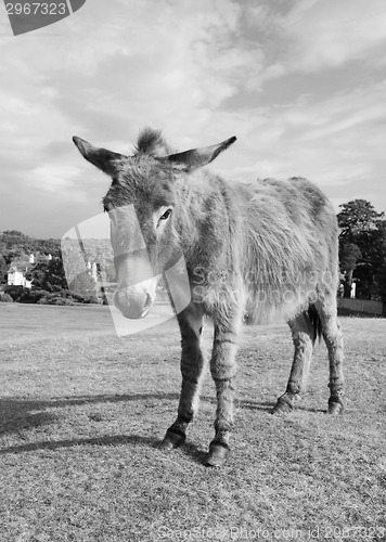 Image of New Forest donkey in Lyndhurst, Hampshire