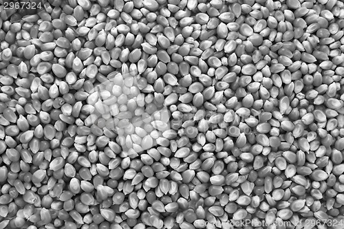 Image of Popcorn maize background