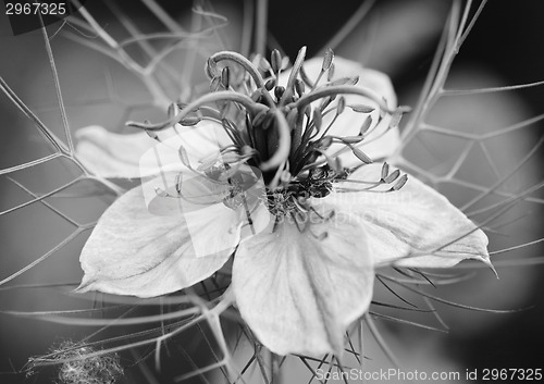 Image of Nigella (Love in a Mist) flower 