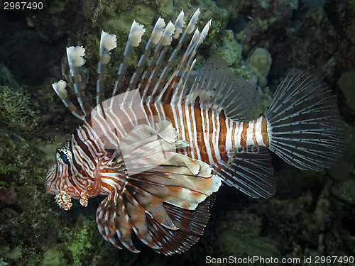 Image of lionfish