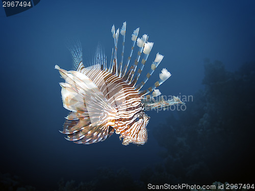 Image of lionfish