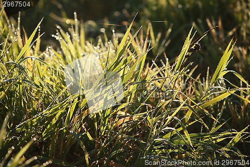 Image of dew drops in lights on green grass