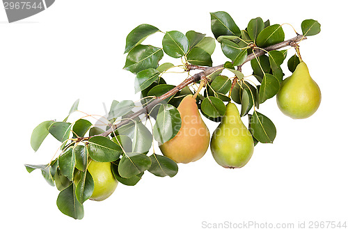 Image of Juicy Pears On A Branch With Leaves