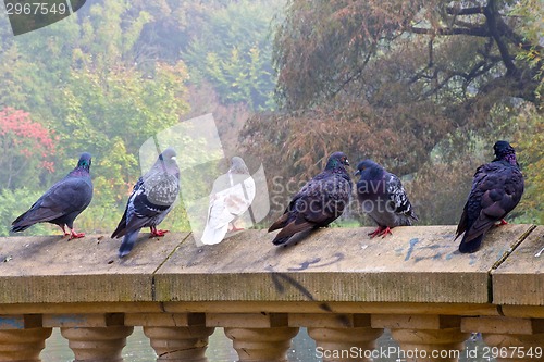 Image of Pigeons standing on  wall