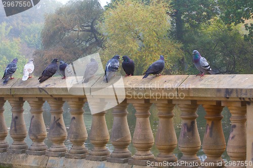 Image of Pigeons standing on  wall