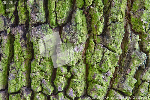 Image of  tree bark