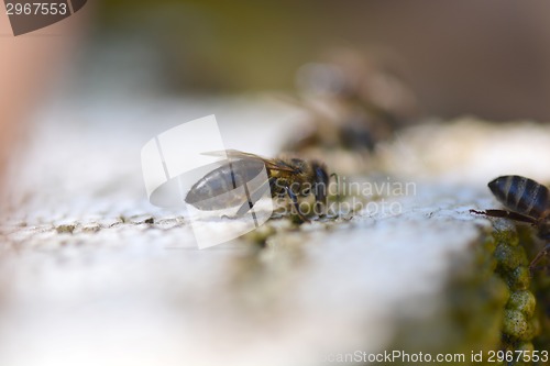 Image of big drone bee (male honey bee), close up