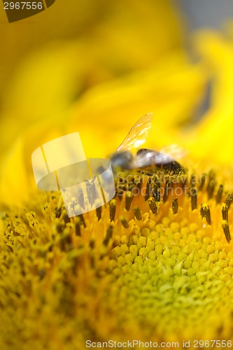 Image of close up of bee on sunflower