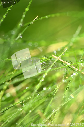 Image of green grass with water drops texture for background