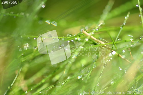 Image of green grass with water drops texture for background