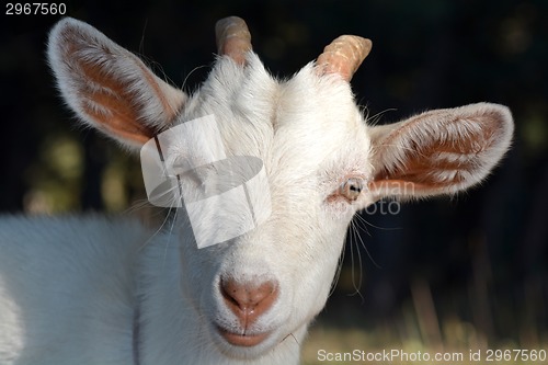 Image of white goat head on a summer pasture