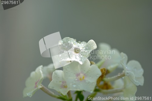 Image of green and white flower, close up