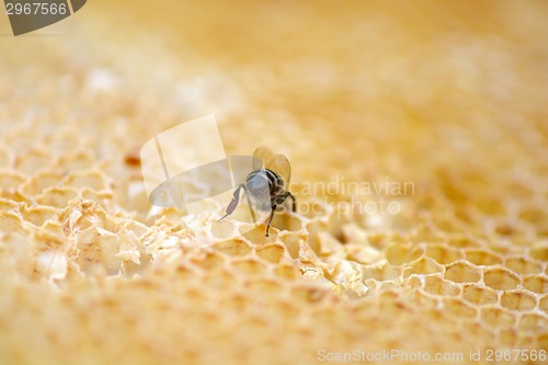 Image of Close up view of the working bees on honey cells.
