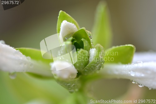 Image of macro white flower with water drops