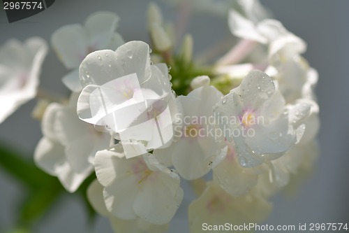 Image of white flower, close up